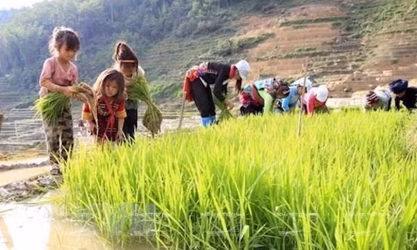 [Video] 1,75 triệu trẻ em tham gia lao động tại Việt Nam ảnh 1