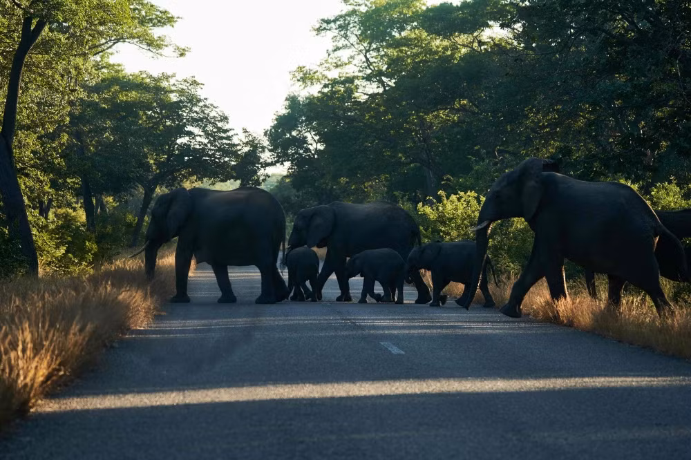 Báo động tình trạng voi di cư ồ ạt khỏi Zimbabwe vì thiếu nước ảnh 1