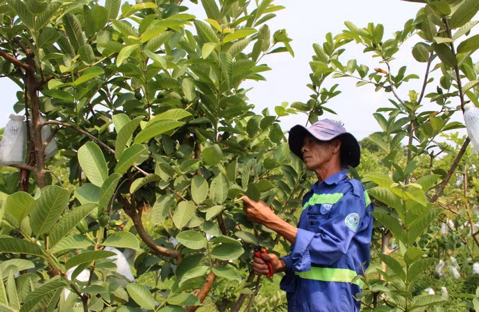 TP.HCM: Biến bãi rác ô nhiễm thành vườn cây công nghệ cao ảnh 1