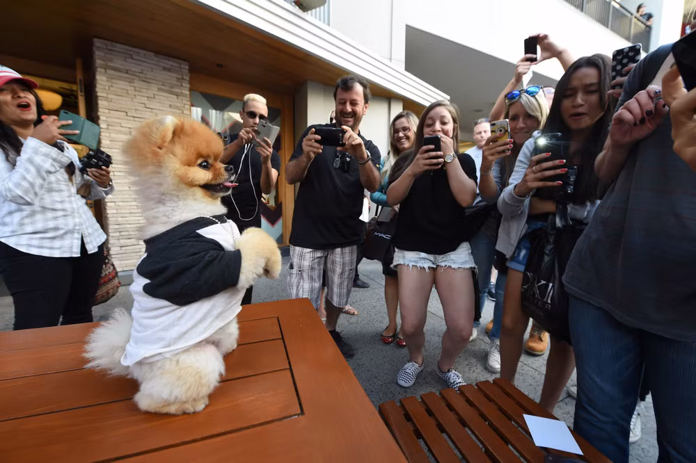 Chú chó giống Pomerania "nắm" hai kỷ lục thế giới Guinness ảnh 1