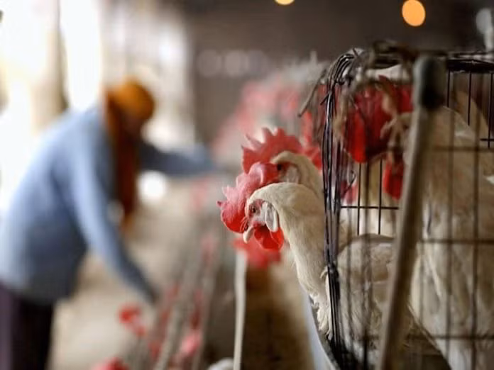 Nga lần đầu tiên phát hiện virus cúm gia cầm H5N8 ở người ảnh 1