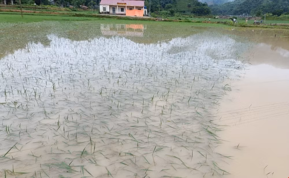 ttxvn_2907_lao cai (2).jpg