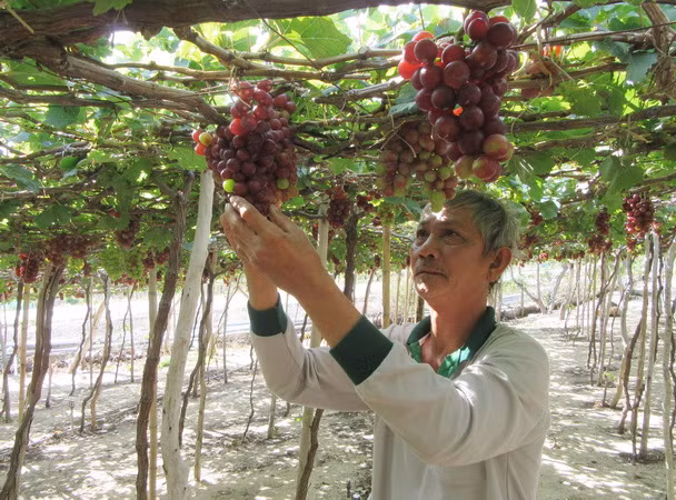 Ninh Thuận: Làm du lịch từ niềm tự hào về nông sản địa phương ảnh 2
