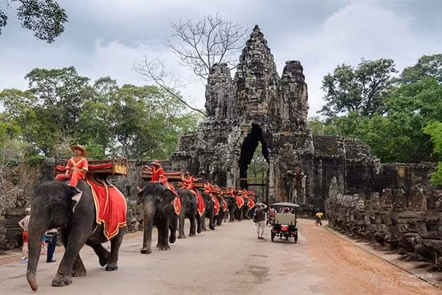 Campuchia cấm sử dụng voi phục vụ du khách tại quần thể đền Angkor Wat ảnh 1