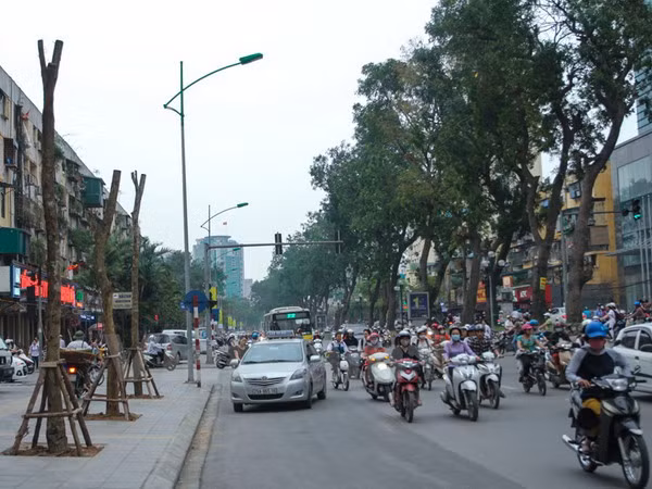 Hà Nội dừng chặt hạ, thay thế cây xanh: Quyết định hợp lòng dân ảnh 1