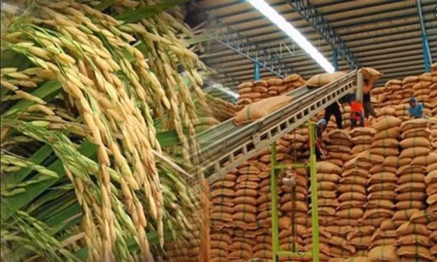 Điểm lại thị trường nông sản: Giá gạo tại các vựa lúa lớn đều ổn định ảnh 1