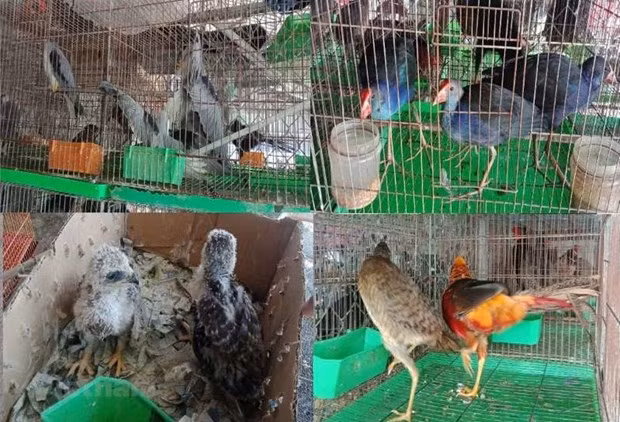 Bảo vệ các loài nguy cấp có ý nghĩa toàn cầu tại Việt Nam ảnh 2
