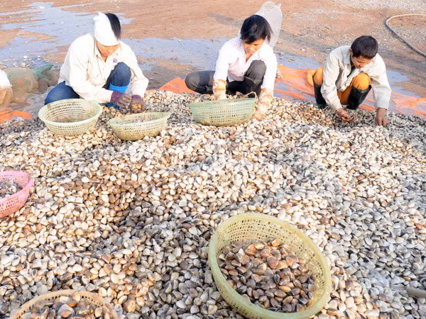 Ngừng xuất khẩu vào EU một số sản phẩm nhuyễn thể hai mảnh vỏ ảnh 1