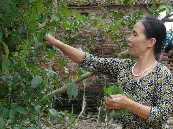 "Học trộm" nghề làm nem thính Bùi Xá đúng chất ở Bắc Ninh ảnh 1