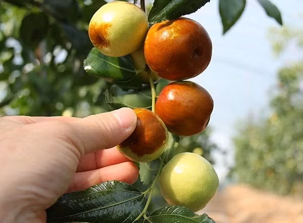 Du khách Hàn Quốc sống sót bằng quả dại sau 4 ngày lạc tại Malaysia ảnh 1