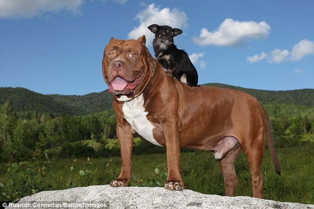 Tình bạn đặc biệt giữa con pitbull khổng lồ và "cậu nhóc" chihuahua |  Vietnam+ (VietnamPlus)