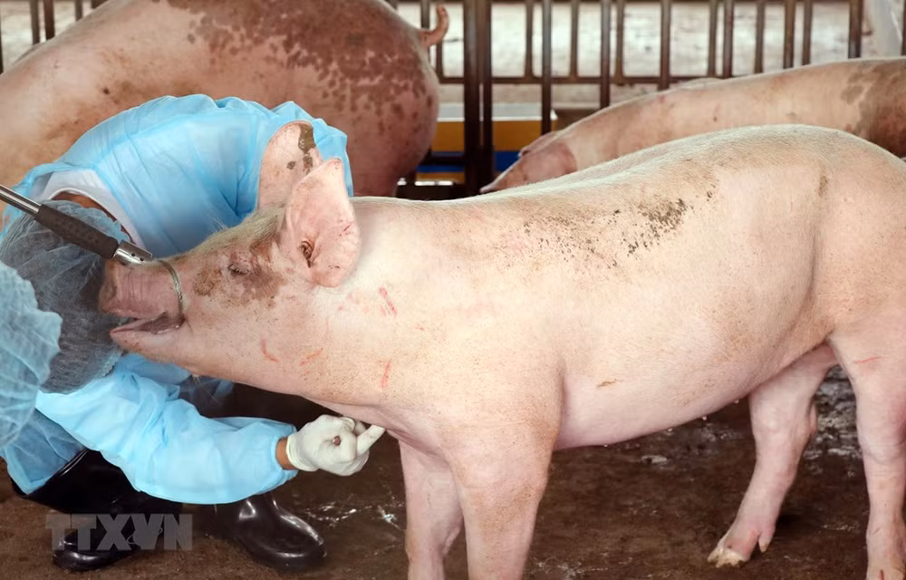 Đắk Nông: Phát hiện hai cơ sở giết mổ lợn nhiễm bệnh bán ra thị trường ảnh 1