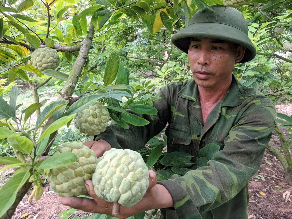 Na Chí Linh - 'loại cây đổi đời' đối với nhiều nông dân ở Hải Dương ảnh 1