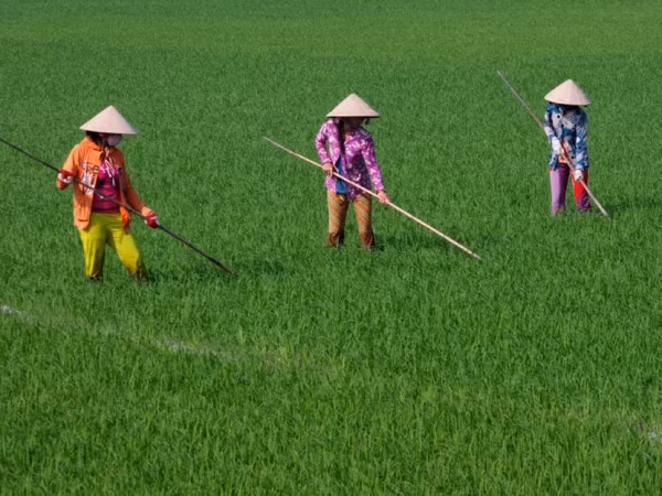 Phát triển sinh kế giúp nông dân ứng phó biến đổi khí hậu ảnh 1