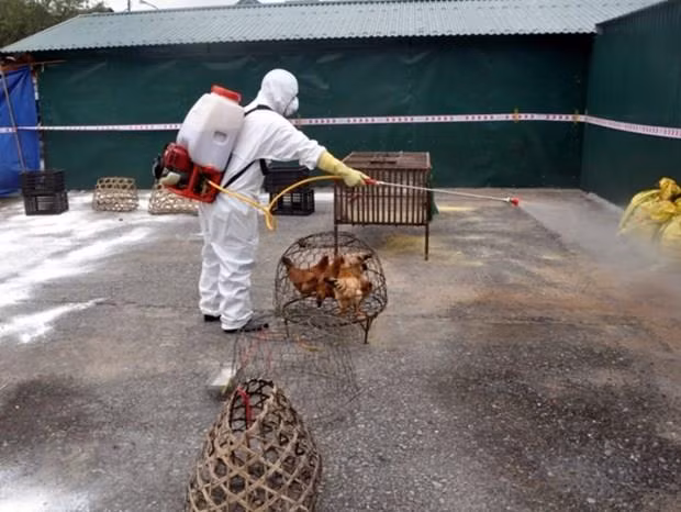 Quảng Ninh: Khoanh vùng khống chế dịch cúm gia cầm H5N6 ở huyện Hải Hà ảnh 1