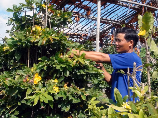 Giải pháp mới đem lại niềm vui cho người trồng hoa ảnh 1