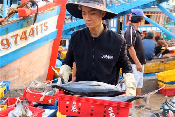Có chế tài mạnh trong ngăn chặn khai thác hải sản bất hợp pháp ảnh 1