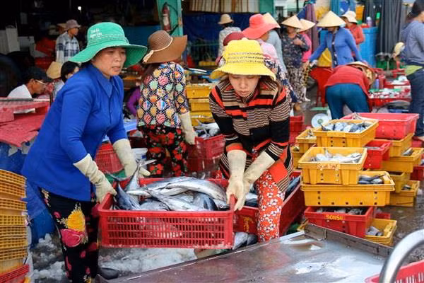 Có chế tài mạnh trong ngăn chặn khai thác hải sản bất hợp pháp ảnh 2