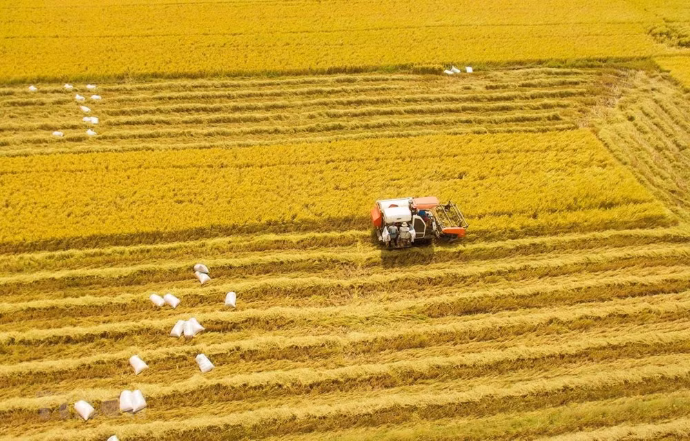 Nghị quyết về phát triển ĐBSCL: Điểm sáng từ định hướng 'thuận thiên' ảnh 2