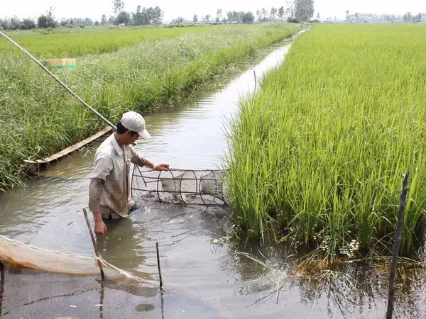 Nghị quyết về phát triển ĐBSCL: Điểm sáng từ định hướng 'thuận thiên' ảnh 1