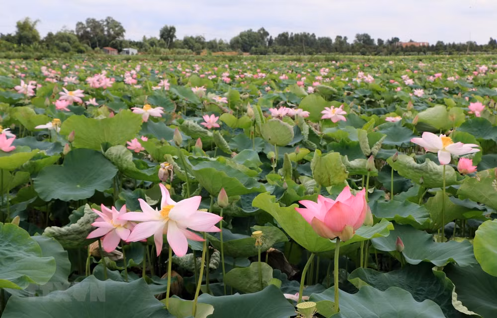 Về Đồng Tháp đắm chìm trong không gian bát ngát hương Sen ảnh 1