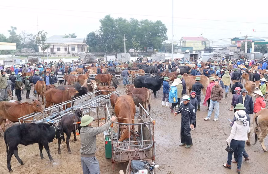 Thông tin về quy trình kiểm dịch nhập khẩu trâu, bò qua biên giới ảnh 1