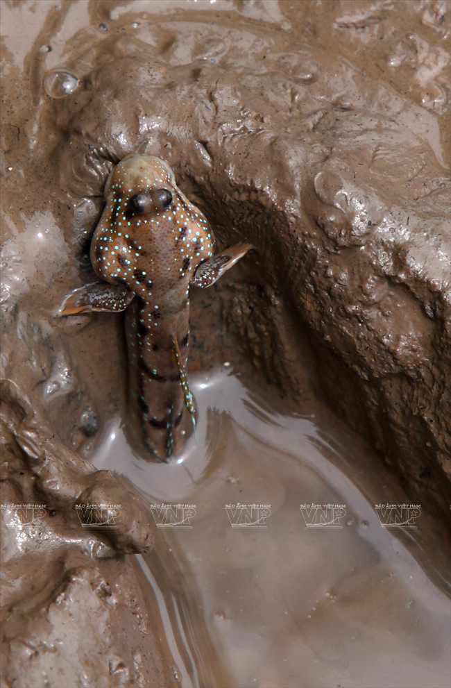 Cá thòi lòi kho tiêu - món ngon đặc sản vùng đất mũi Cà Mau ảnh 4