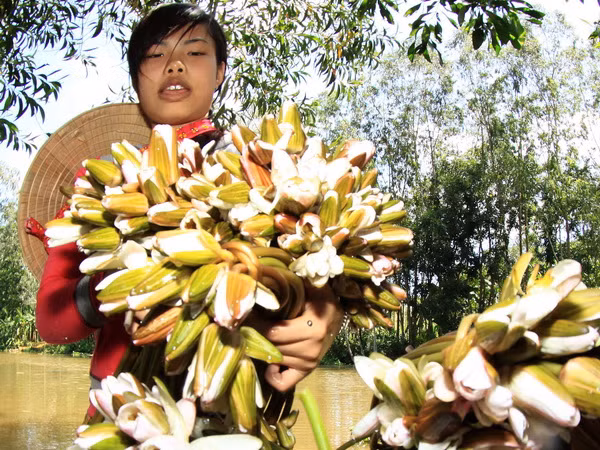 Hấp dẫn du lịch trải nghiệm mùa nước nổi ở Vườn Tràm Chim ảnh 2