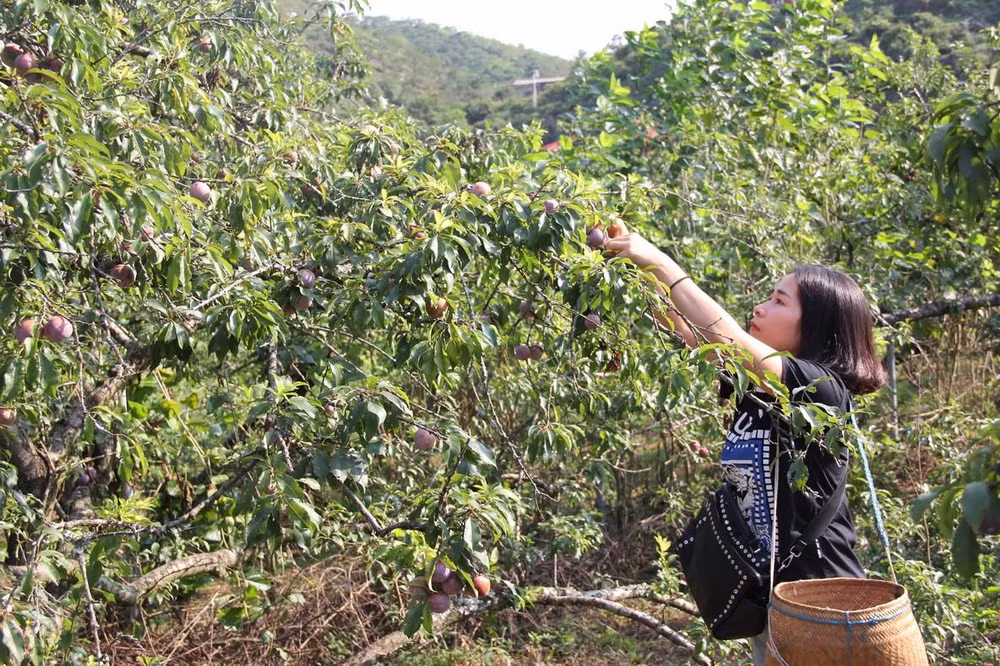 Ngày hội hái quả ở Mộc Châu: Trải nghiệm hái và ăn mận ngay tại vườn ảnh 2