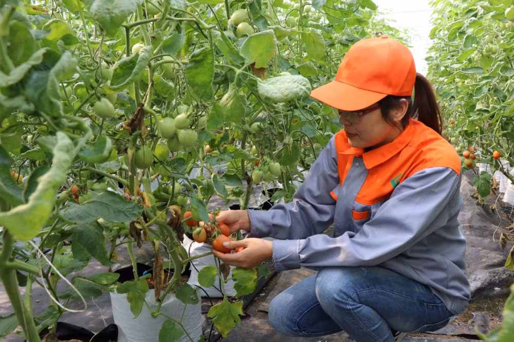 9X khởi nghiệp thành công với mô hình nông nghiệp công nghệ cao ảnh 1
