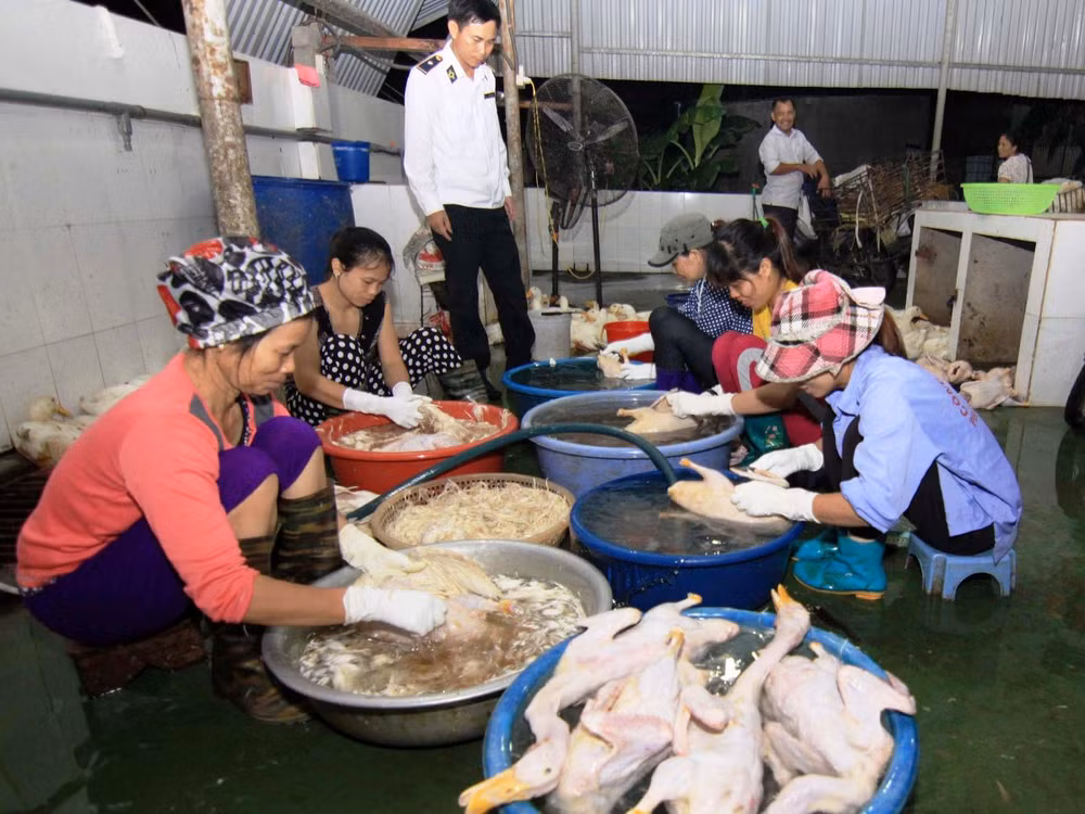 Cảnh báo nguy cơ lây lan dịch bệnh trên vật nuôi dịp Tết Nguyên đán ảnh 1