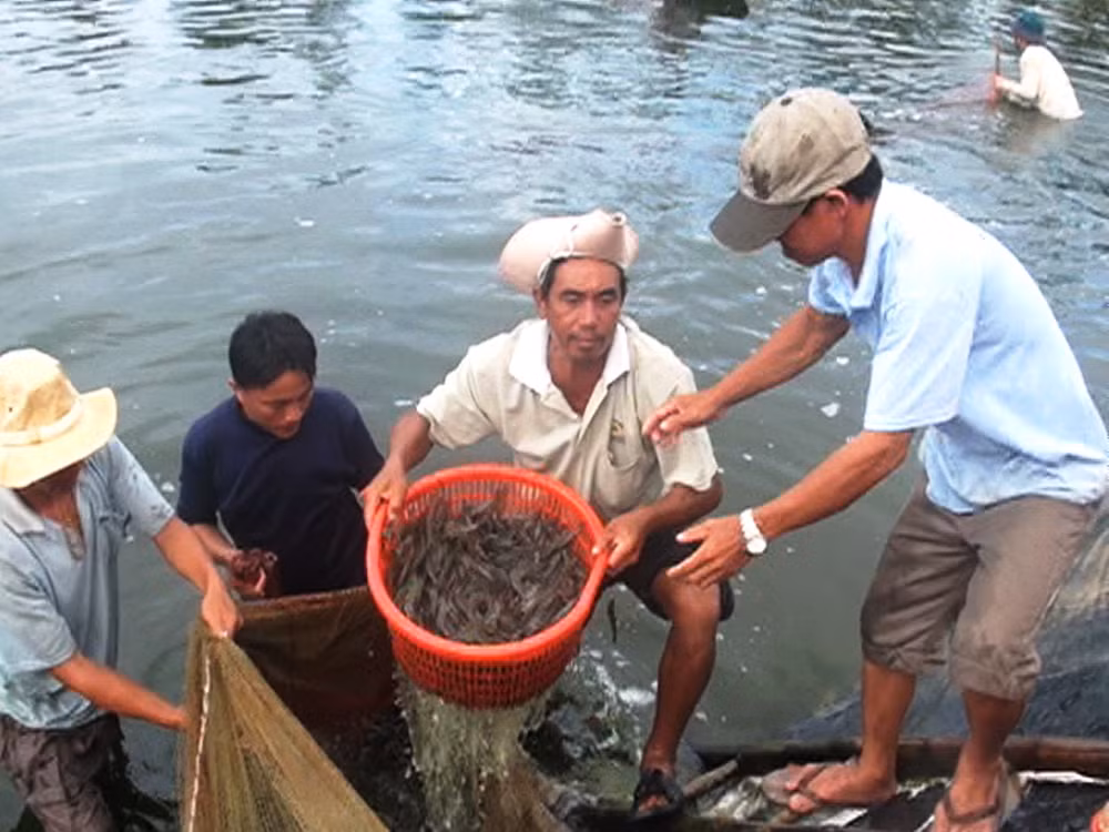 Sẽ kiểm tra các chợ tôm giống để giám sát chất lượng, kiểm dịch ảnh 1