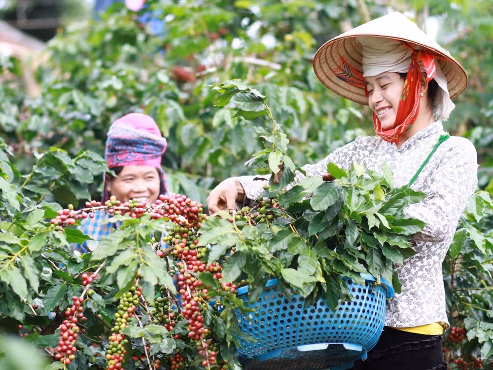 Điểm các mặt hàng xuất khẩu “tỷ đô” năm 2016 của ngành nông nghiệp ảnh 4