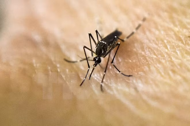WHO: Dịch Zika không còn là tình trạng khẩn cấp toàn cầu ảnh 1