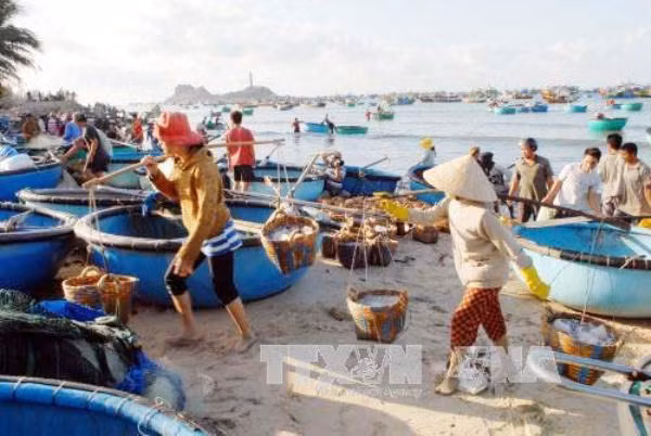 Không khai thác cá tầng đáy ở miền Trung để phục hồi hệ sinh thái biển ảnh 1