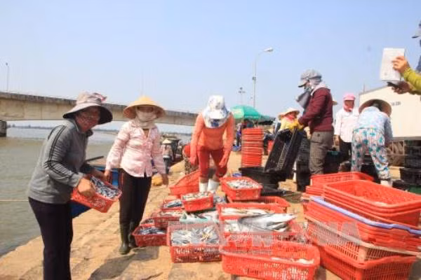 Không khai thác cá tầng đáy ở miền Trung để phục hồi hệ sinh thái biển ảnh 2