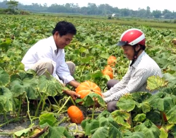 Phát động cuộc thi báo chí về nông thôn mới-tái cơ cấu nông nghiệp ảnh 1