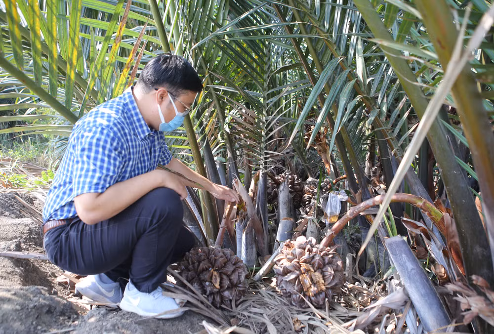 Chàng kỹ sư 'đi thật xa để trở về' với giấc mơ mật dừa nước ảnh 1