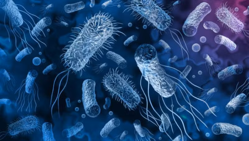 salmonella-5920.jpg