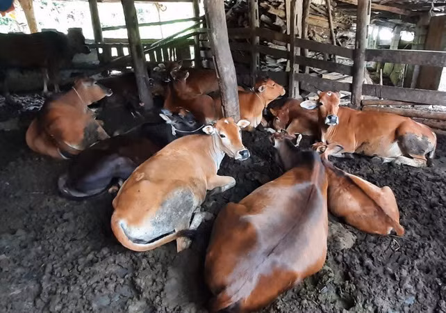 Kiểm soát chặt tình trạng vận chuyển trâu, bò qua biên giới ảnh 1