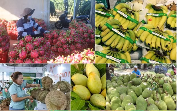 Xuất khẩu nông, lâm, thuỷ sản trong 5 tháng thu về hơn 20 tỷ USD ảnh 1