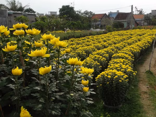 Phú Yên: Hoa cúc nở đẹp phục vụ tết Ất Mùi, giá cao hơn 30% ảnh 1