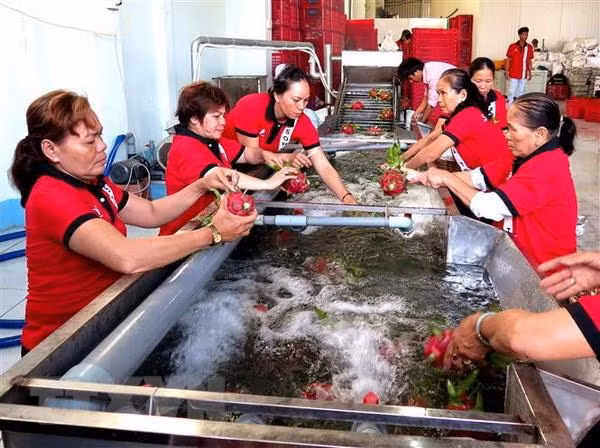 Rau quả Việt Nam còn nhiều dư địa xuất khẩu vào Trung Quốc ảnh 1