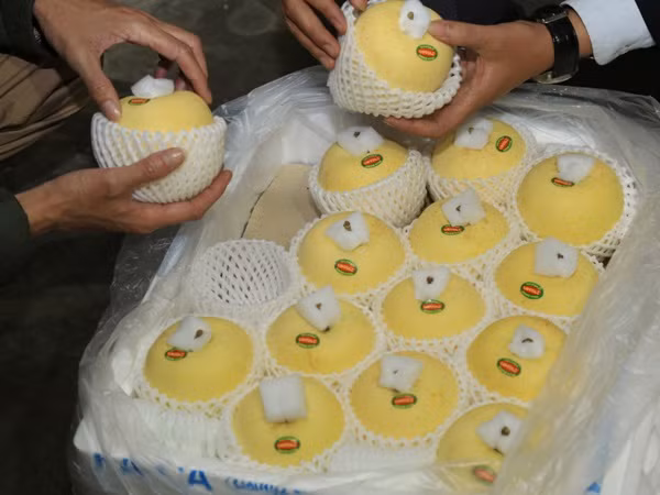 Táo Aomori Nhật Bản chính thức có mặt trên thị trường Việt Nam ảnh 1