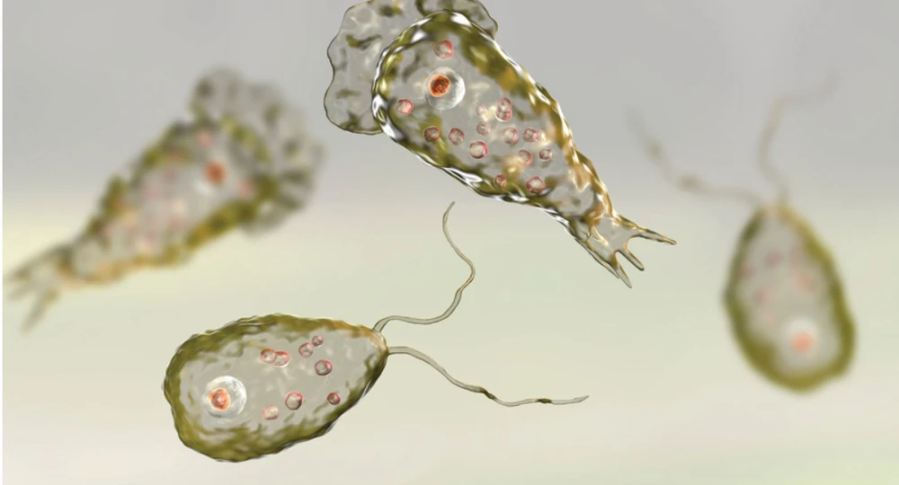 Naegleria fowleri infeksiyası (beyin yeyən amoeba) Naegleria fowleri infeksiyası (beyin yeyən amoeba)