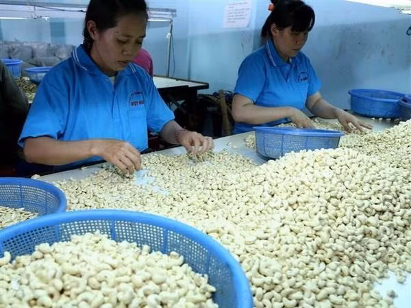 Vì sao hạt điều nhập khẩu vào Việt Nam phải kiểm dịch tại cảng ảnh 1