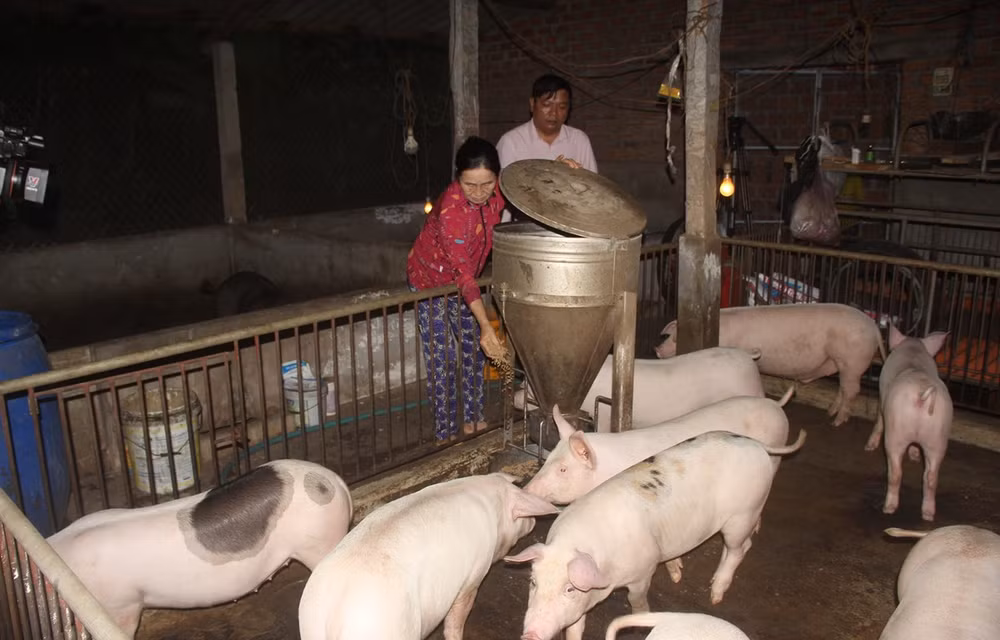 Hà Nội đảm bảo nguồn cung sản phẩm chăn nuôi dịp cuối năm ảnh 2