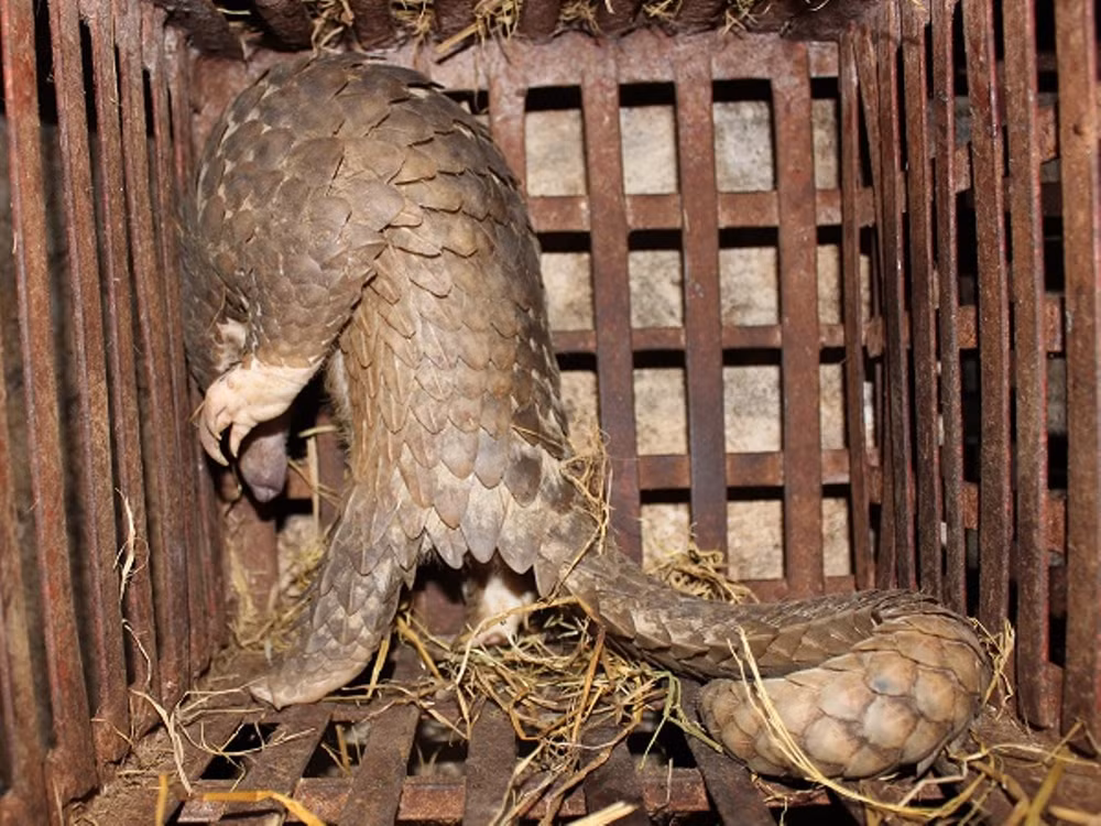 Hà Nội: Phát hiện lò mổ động vật hoang dã giữa lòng thủ đô ảnh 5