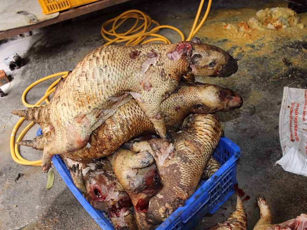 Hà Nội: Phát hiện lò mổ động vật hoang dã giữa lòng thủ đô ảnh 2