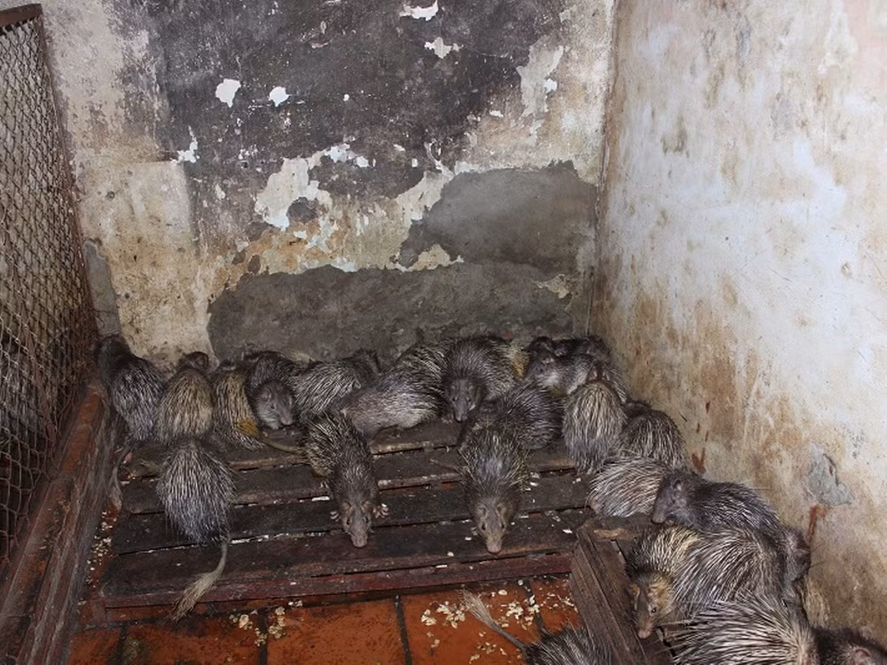 Hà Nội: Phát hiện lò mổ động vật hoang dã giữa lòng thủ đô ảnh 8